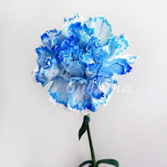 Синяя гвоздика Монро